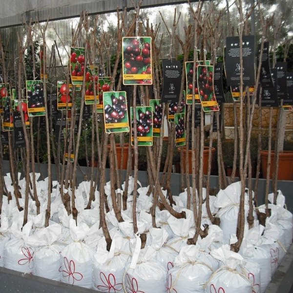 Las flores no aguantan temperaturas inferiores a los -3ºC. La hermosa estampa de los Cerezos en flor ha hecho que sea un árbol muy apreciado para la decoración de jardines aprovechando su esplendorosa floración de primavera.   El Cerezo puede alcanzar alturas de hasta 25 metros. Tiene un porte derecho y firme con tendencia a tener la copa estrecha. La corteza de los Cerezos es grisácea con tonos rojizos y con una peculiar disposición en forma de placas divididas por fisuras. Es un árbol de hoja caduca al que le gustan la mayoría de los tipos de suelos excepto con los que sean muy húmedos. La hojas de los Cerezos, por lo general, se vuelven rojas en otoño.  El Cerezo Picota crece con rapidez, puede llegar a crecer un metro por año, y da Cerezas a partir del segundo año llegando a ser, en ocasiones, de producción abundante ese mismo año.   Los Cerezos se distinguen, también, por los pocos cuidados que necesitan para su crecimiento y producción. Es un árbol fuerte y tiene tendencia a enraizar de forma profunda y ocupando grandes espacios del subsuelo.  Los Cerezos pueden llegar, con facilidad, a ser centenarios pero a estas edades tienden a estar muy castigados por las enfermedades. Resisten perfectamente el frío pero se encuentran mejor en climas no tan duros.  Los Cerezos provienen originalmente de alguna zona comprendida entre Grecia y el Mar Negro.
